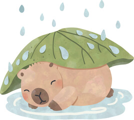 Sleeping Capybara Resting under Leaf in the Rain