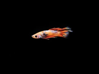 Colorful Siamese fighting fish (Rosetail Betta) swimming against a black background.
