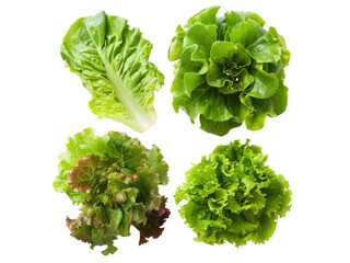 Four Different Types of Lettuce Leaves Arranged green salad isolated on a transparent background