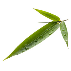 Fresh Green Bamboo Leaves with Water Drops  Natural Plant Detail