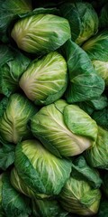 Obraz premium Close-up view of a collection of fresh cabbages.
