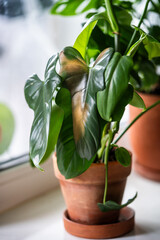 Closeup of brown spot on leaf of Philodendron with sunburn or direct sunlight on windowsill. Improper care and maintenance of plant indoor, unsuitable place for houseplant in apartment. © DimaBerlin