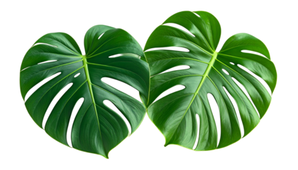 Two large, vibrant green tropical leaves with deep veins and distinctive split edges