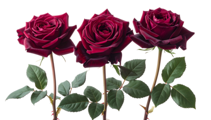 Three elegant, dark red roses with green leaves against a transparent background