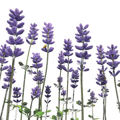 Lavender Stalks with Purple Flowers and Green Leaves on Black graphic design isolated on a transparent background