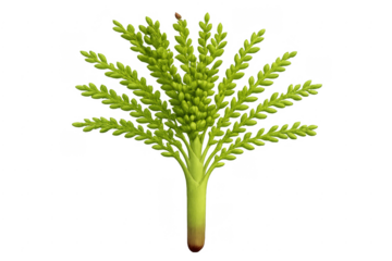 Green rice developing panicle with transparent background