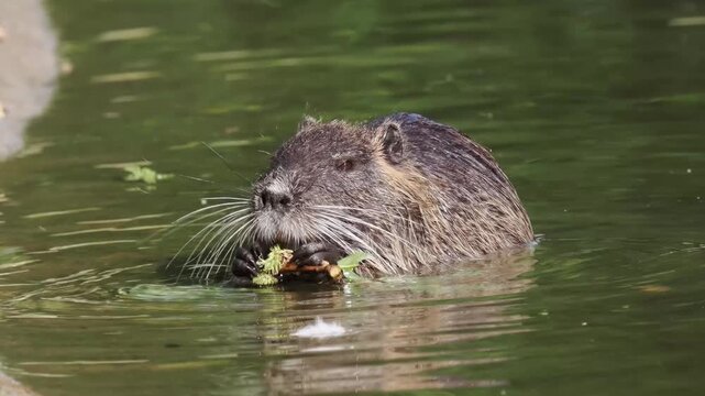 Ragondin (Myocastor coypus) s&rsquo;alimentant &agrave; la surface de l&rsquo;eau, rongeur semi-aquatique en milieu naturel
