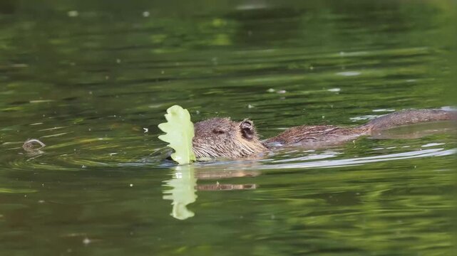 Ragondin (Myocastor coypus) s&rsquo;alimentant &agrave; la surface de l&rsquo;eau, rongeur semi-aquatique en milieu naturel