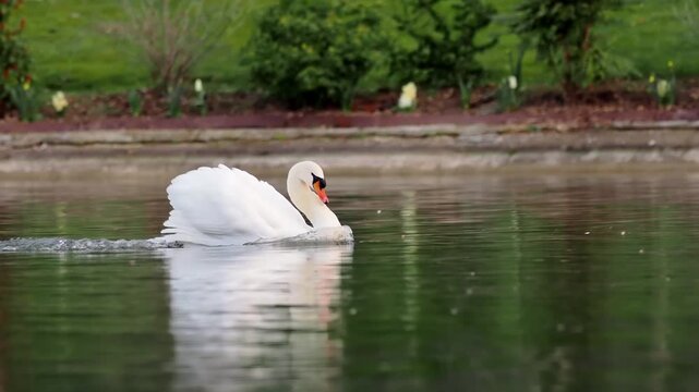 Parade amoureuse du Cygne tubercul&eacute; (Cygnus olor), comportement nuptial de grands oiseaux aquatiques en milieu naturel
