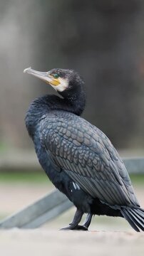 Grand Cormoran (Phalacrocorax carbo) adulte au bord de l&rsquo;eau par temps froid, oiseau piscivore en milieu naturel