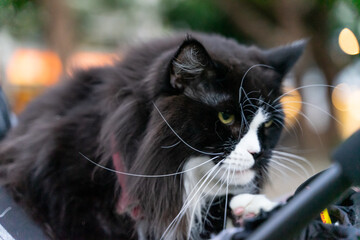A relaxed tuxedo cat resting in a pet stroller at a public park, surrounded by greenery and natural daylight. The scene captures a modern pet lifestyle, highlighting companionship, outdoor leisure, an