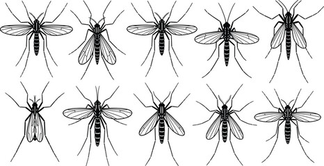 Detailed Black and White Mosquito Vector Set Featuring Anatomical Variations for Entomology, Biology, Education, and Disease Awareness Illustrations © Eyaruna's World