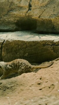 Meerkat Digging in Sandy Soil, Wildlife Behavior