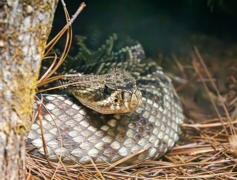 Eastern Diamondback rattlesnake in a zoo herpetarium in Alabama. Highly venomous viper native to the southeastern United States and the largest of its species.