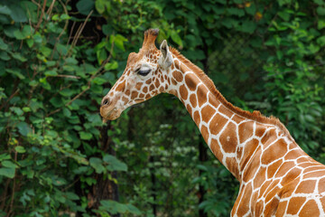 Obraz premium Reticulated Giraffe browsing at a zoo in Alabama. Native to Africa the reticulated giraffe is distinguished by blocky orange spots surrounded by white outlines continuing down the legs.