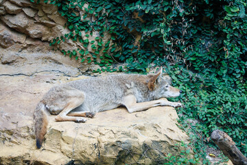 Coyote resting on a rock at a zoo exhibit. in Alabama. Common to rural North America  they are...