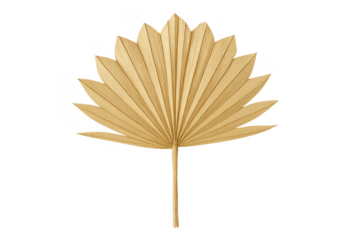 Dried natural palm leaf transparent background decoration