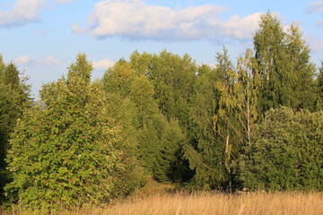 Obraz premium the dense, beautiful forests of northeastern Europe at the end of summer