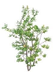 コーストバンクシア　11月撮影　樹高220cm