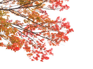 トウカエデ　11月撮影