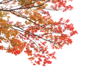トウカエデ　11月撮影