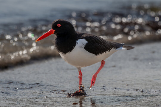Male Oystercatcher - Haematopus ostralegus - Looking For Food On A Beach