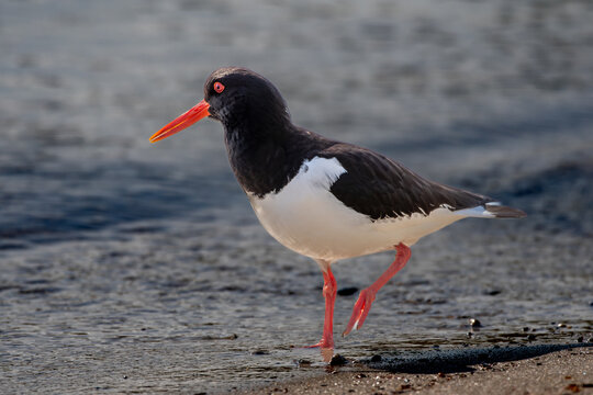 Male Oystercatcher - Haematopus ostralegus - Looking For Food On A Beach