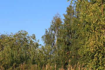 forest of northeastern Europe on a sunny day in late summer