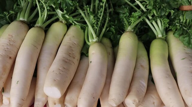 Pale cylindrical radishes with vibrant leafy crowns