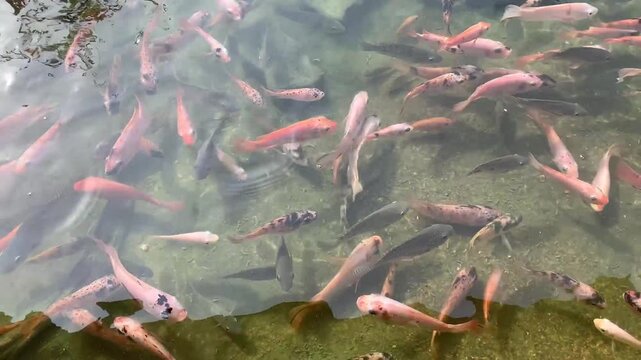 Footage of fish swimming in a pool