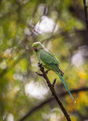 Invasive ring necked parakeet, perched on a tree branch in Casa de Campo, Madrid, Spain.