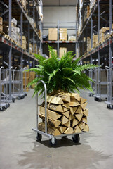 Industrial Greenery: Lush Fern and Stacked Firewood on a Logistics Trolley in a Warehouse