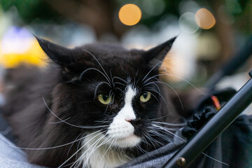 A relaxed tuxedo cat resting in a pet stroller at a public park, surrounded by greenery and natural daylight. The scene captures a modern pet lifestyle, highlighting companionship, outdoor leisure