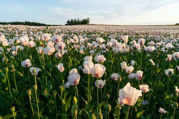 Gardinen Mohnblumen Wihite poppy field under sunset light in the Czech Republic  © Paolo