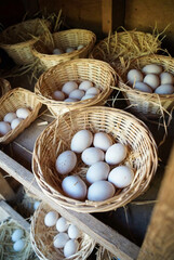 Fresh Brown Farm Eggs in Wicker Baskets on a Bed of Straw