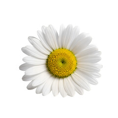 Daisy Flower Bloom - White Petals, Yellow Center