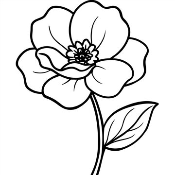 buttercup flower line art vector isolated