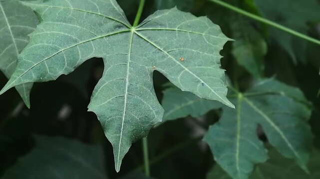 Green leaf tree spinach closeup nature foliage plant botanical tropical texture macro outdoor detail leafy herb viewed in soft natural light
