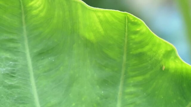 Green leaf texture macro elephant ear foliage detail tropical plant vein pattern giant leaf lush foliage tropical nature texture fresh closeup
