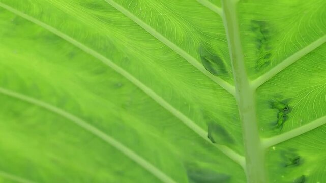 Green leaf elephant ear tropical plant foliage macro texture pattern vein detail botanical garden summer nature background vibrant fresh natural