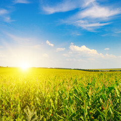 Sunlit Green Corn Field Under Clear Blue Sky at Sunrise
