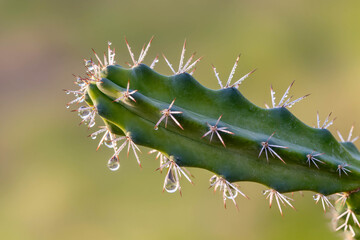 Close-up of a succulent branch with clear dew drops hanging from brown spines. Natural lighting against a soft green-yellow blurred background.