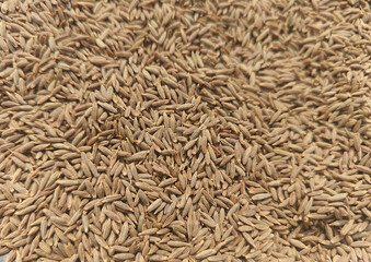 Close up shot of pile of  cumin seeds.