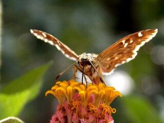 butterfly with colorful wings on a flower
