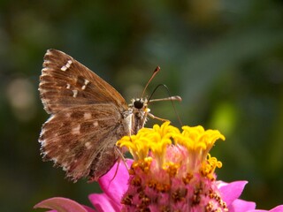 butterfly with colorful wings on a flower