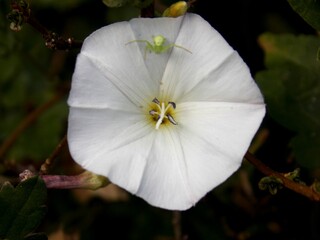 small green spider on a white flower