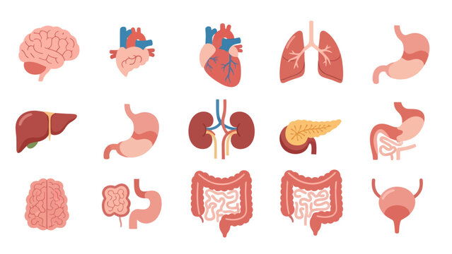 Human Internal Organs Icon Set &ndash; Flat Anatomy Illustration for Education