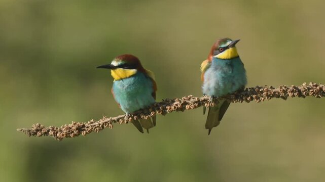 European bee-eater (Merops apiaster) on a branch during breeding period in spring.