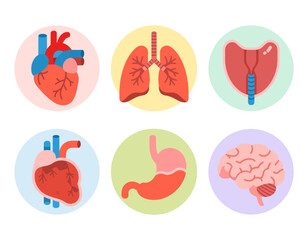Human internal organs set, healthy body anatomy, medical icons collection
