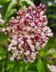 pink and white flowers